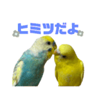 セキセイインコ(そらとゆめ)のスタンプ（個別スタンプ：38）