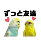セキセイインコ(そらとゆめ)のスタンプ（個別スタンプ：39）