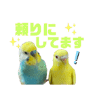 セキセイインコ(そらとゆめ)のスタンプ（個別スタンプ：40）