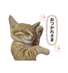 チャーの毎日（個別スタンプ：3）