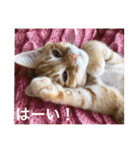 チャーの毎日（個別スタンプ：5）