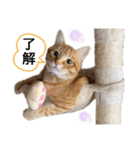 チャーの毎日（個別スタンプ：6）