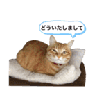 チャーの毎日（個別スタンプ：12）