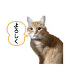 チャーの毎日（個別スタンプ：13）