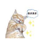 チャーの毎日（個別スタンプ：15）