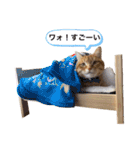 チャーの毎日（個別スタンプ：19）