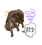 チャーの毎日（個別スタンプ：33）