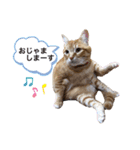 チャーの毎日（個別スタンプ：34）