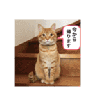 チャーの毎日（個別スタンプ：35）