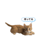 チャーの毎日（個別スタンプ：36）