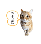 チャーの毎日（個別スタンプ：39）