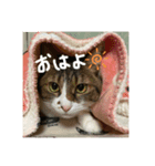 モカの写真スタンプ♡（個別スタンプ：1）