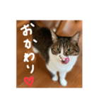 モカの写真スタンプ♡（個別スタンプ：3）
