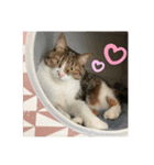 モカの写真スタンプ♡（個別スタンプ：6）