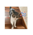 モカの写真スタンプ♡（個別スタンプ：8）