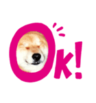 ワンコ会話（個別スタンプ：2）