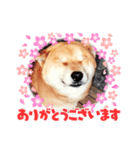 ワンコ会話（個別スタンプ：3）