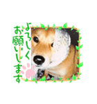 ワンコ会話（個別スタンプ：4）
