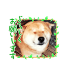 ワンコ会話（個別スタンプ：5）