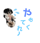 あんのんだいすき（個別スタンプ：14）