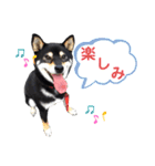 我が家のビビりイケメン！？の黒柴くん（個別スタンプ：2）