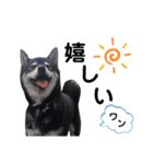 我が家のビビりイケメン！？の黒柴くん（個別スタンプ：4）