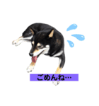 我が家のビビりイケメン！？の黒柴くん（個別スタンプ：9）