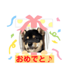 我が家のビビりイケメン！？の黒柴くん（個別スタンプ：14）