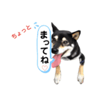 我が家のビビりイケメン！？の黒柴くん（個別スタンプ：15）