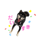 我が家のビビりイケメン！？の黒柴くん（個別スタンプ：16）