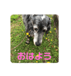 イングリッシュセター花音 No．1（個別スタンプ：3）
