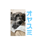 イングリッシュセター花音 No．1（個別スタンプ：4）