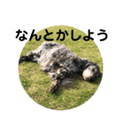 イングリッシュセター花音 No．1（個別スタンプ：6）