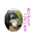 イングリッシュセター花音 No．1（個別スタンプ：7）