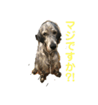 イングリッシュセター花音 No．1（個別スタンプ：11）