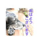 イングリッシュセター花音 No．1（個別スタンプ：15）