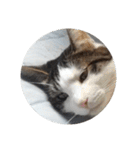 家の猫ズ@独特セット（個別スタンプ：1）