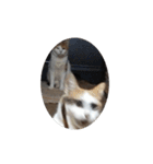 家の猫ズ@独特セット（個別スタンプ：4）