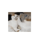 家の猫ズ@独特セット（個別スタンプ：7）