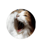 家の猫ズ@独特セット（個別スタンプ：8）