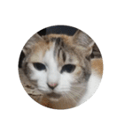 家の猫ズ@独特セット（個別スタンプ：10）