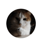 家の猫ズ@独特セット（個別スタンプ：12）
