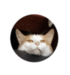家の猫ズ@独特セット（個別スタンプ：14）