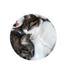 家の猫ズ@独特セット（個別スタンプ：18）