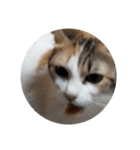家の猫ズ@独特セット（個別スタンプ：22）
