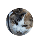 家の猫ズ@独特セット（個別スタンプ：23）
