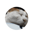 家の猫ズ@独特セット（個別スタンプ：24）