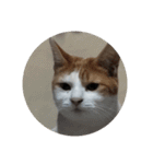家の猫ズ@独特セット（個別スタンプ：25）