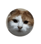家の猫ズ@独特セット（個別スタンプ：26）
