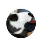 家の猫ズ@独特セット（個別スタンプ：27）